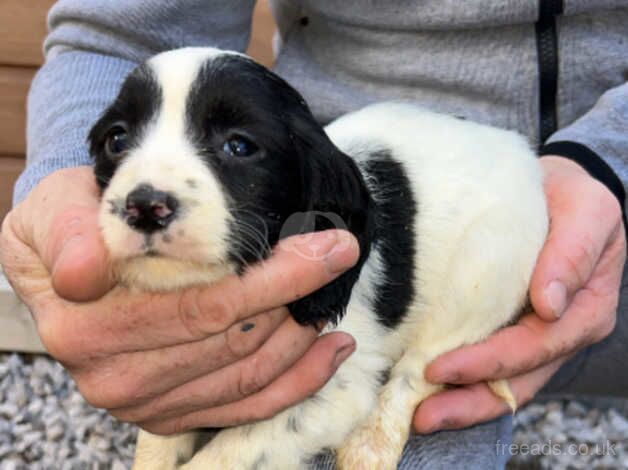 Adorable cocker spaniel puppies for sale in Accrington, Lancashire - Image 2