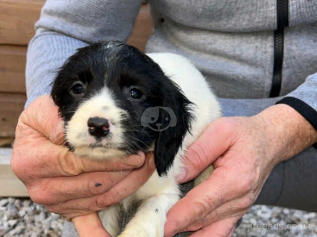 Adorable cocker spaniel puppies for sale in Accrington, Lancashire - Image 3