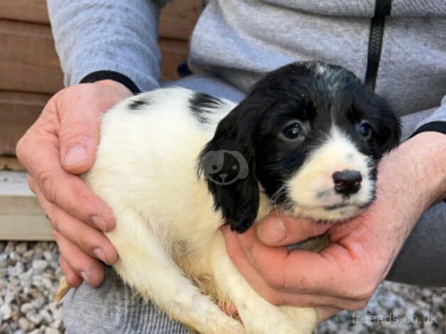 Adorable cocker spaniel puppies for sale in Accrington, Lancashire - Image 4