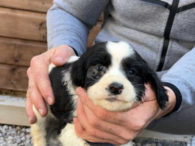 Adorable cocker spaniel puppies for sale in Accrington, Lancashire - Image 5