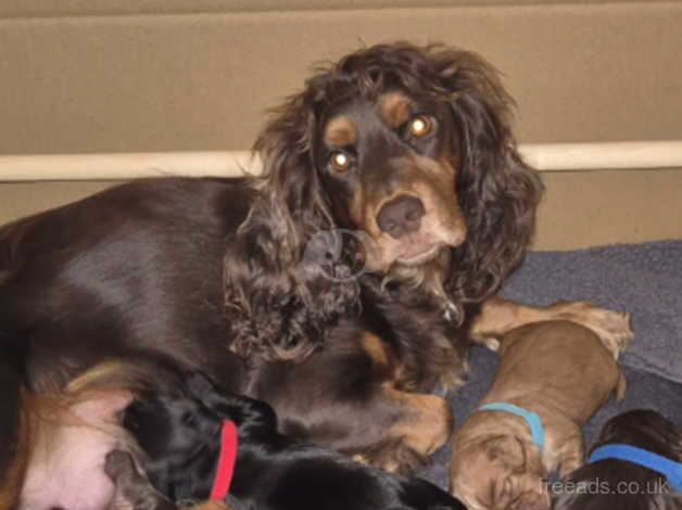 Adorable Cocker Spaniels for sale in Alconbury Weston, Cambridgeshire - Image 1