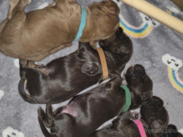 Adorable Cocker Spaniels for sale in Alconbury Weston, Cambridgeshire - Image 3