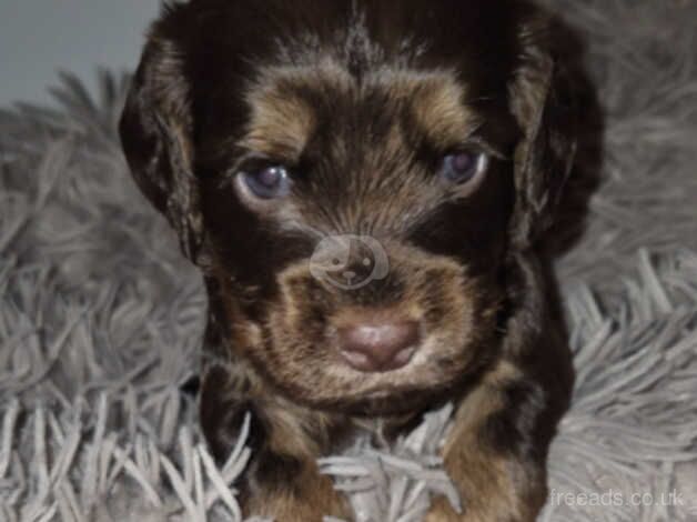 Adorable Cocker Spaniels for sale in Alconbury Weston, Cambridgeshire - Image 4