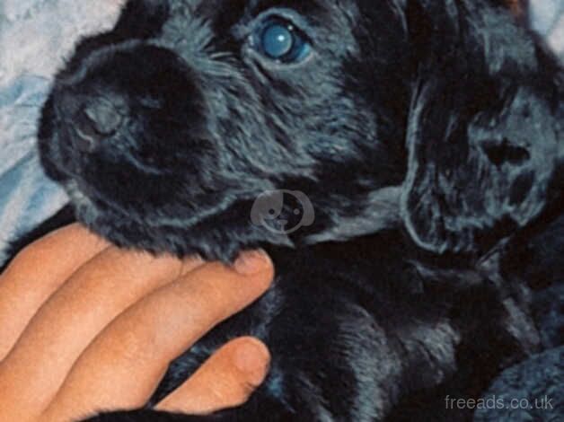 Adorable Cocker Spaniels for sale in Alconbury Weston, Cambridgeshire - Image 5