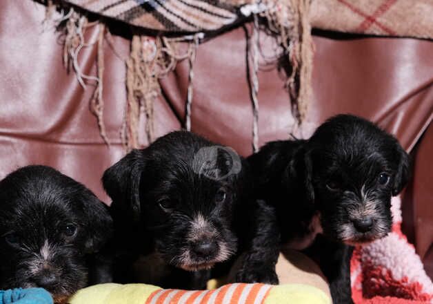 Adorable Schnocker puppies ready early December for sale in Lampeter/Llanbedr Pont Stefan, Ceredigion