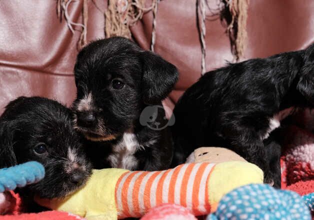 Adorable Schnocker puppies ready early December for sale in Lampeter/Llanbedr Pont Stefan, Ceredigion - Image 3