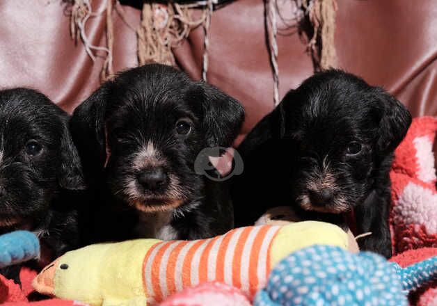 Adorable Schnocker puppies ready early December for sale in Lampeter/Llanbedr Pont Stefan, Ceredigion - Image 4