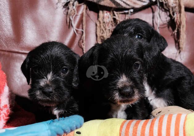 Adorable Schnocker puppies ready early December for sale in Lampeter/Llanbedr Pont Stefan, Ceredigion - Image 5