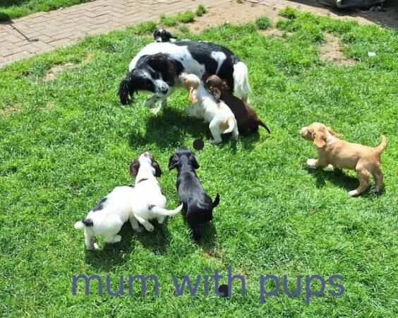 Adorable Sprocker Puppies for sale in Doncaster, South Yorkshire
