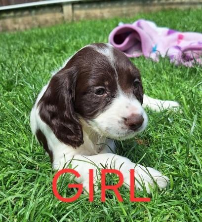 Adorable Sprocker Puppies for sale in Doncaster, South Yorkshire - Image 2