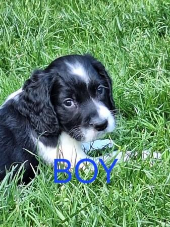Adorable Sprocker Puppies for sale in Doncaster, South Yorkshire - Image 4