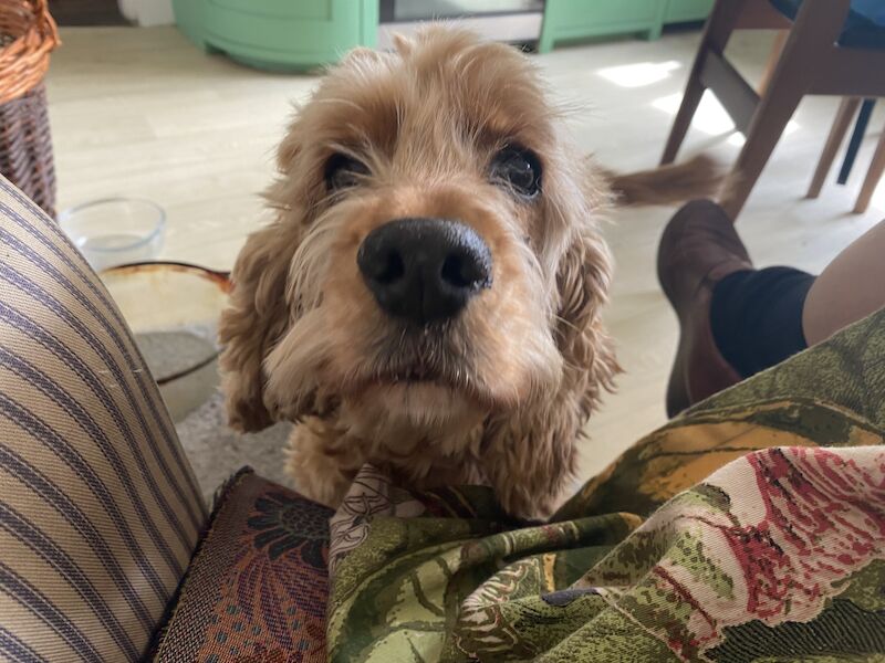 Cocker Spaniel Puppies for sale in Suffolk