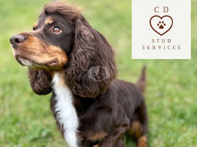 Adult Male Spaniel Seeks New Home for sale in Romsey, Hampshire - Image 2