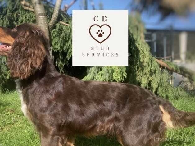 Adult Male Spaniel Seeks New Home for sale in Romsey, Hampshire - Image 3