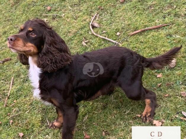 Adult Male Spaniel Seeks New Home for sale in Romsey, Hampshire - Image 4