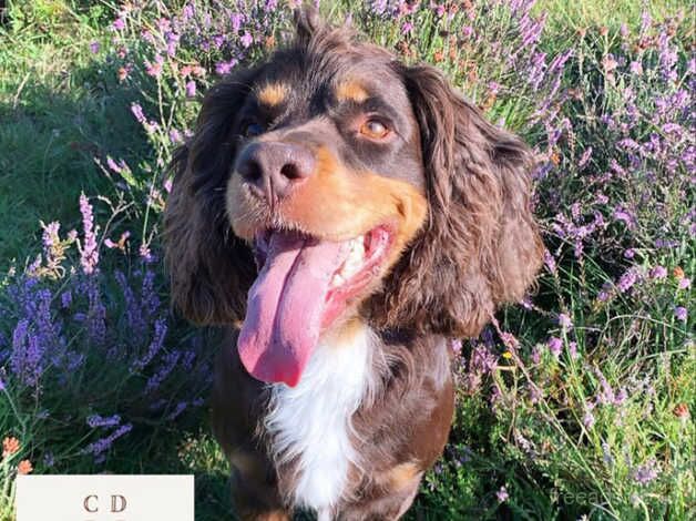 Adult Male Spaniel Seeks New Home for sale in Romsey, Hampshire - Image 5