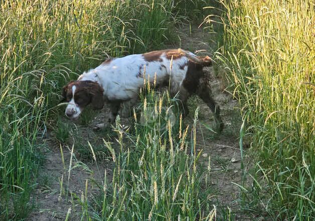 Adult Stunning girl cocker spaniel for sale rehome in braintree for sale in Braintree, Essex