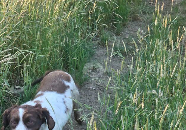 Adult Stunning girl cocker spaniel for sale rehome in braintree for sale in Braintree, Essex - Image 2