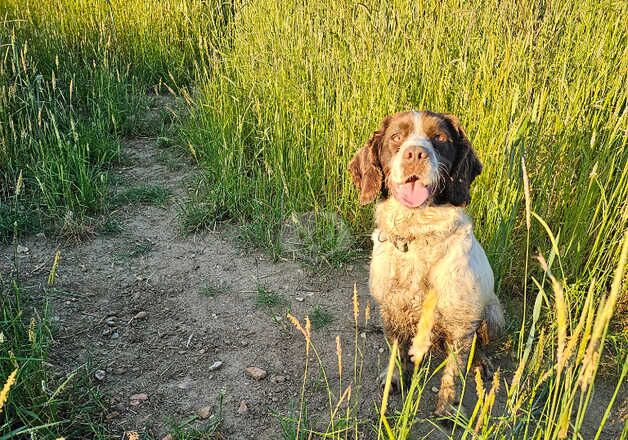 Adult Stunning girl cocker spaniel for sale rehome in braintree for sale in Braintree, Essex - Image 3