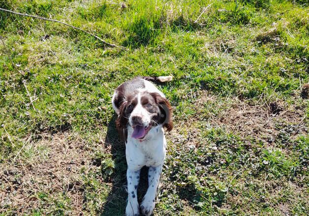 Adult Stunning girl cocker spaniel for sale rehome in braintree for sale in Braintree, Essex - Image 4