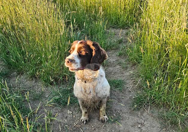 Adult Stunning girl cocker spaniel for sale rehome in braintree for sale in Braintree, Essex - Image 5