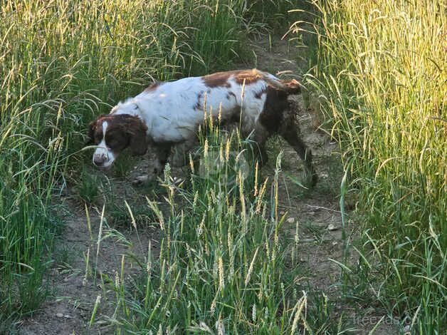 Adult Stunning girl cocker spaniel for sale rehome in Braintree in Braintree for sale in Braintree, Essex - Image 1