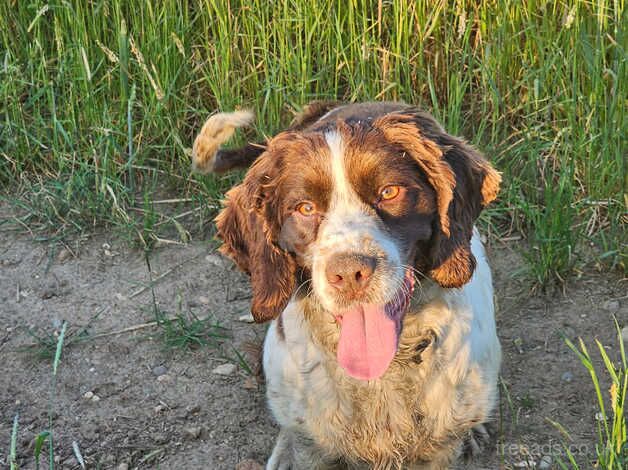 Adult Stunning girl cocker spaniel for sale rehome in Braintree in Braintree for sale in Braintree, Essex - Image 2