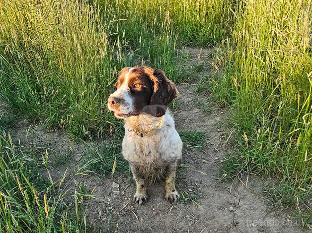 Adult Stunning girl cocker spaniel for sale rehome in Braintree in Braintree for sale in Braintree, Essex - Image 3