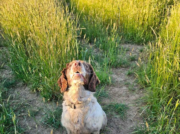 Adult Stunning girl cocker spaniel for sale rehome in Braintree in Braintree for sale in Braintree, Essex - Image 4