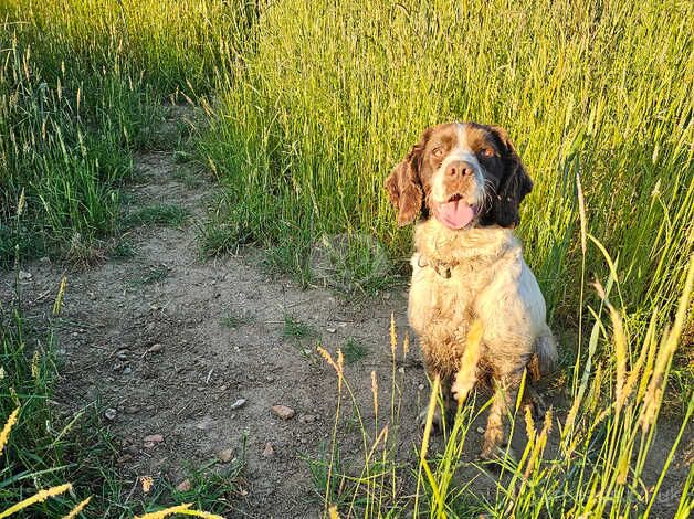 Adult Stunning girl cocker spaniel for sale rehome in Braintree in Braintree for sale in Braintree, Essex - Image 5