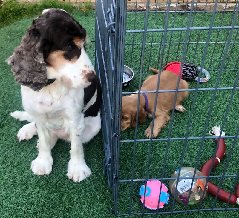 Kennel Club Registered Cocker Spaniel Puppies For Sale