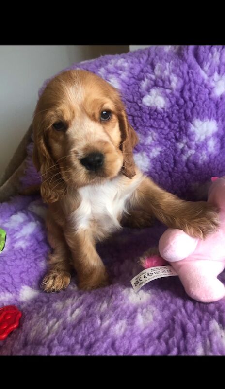 Amazing kc reg show cocker spaniel only 1 remaining for sale in Lowestoft, Suffolk - Image 3