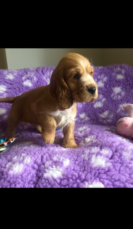 Cocker Spaniel Puppies for sale