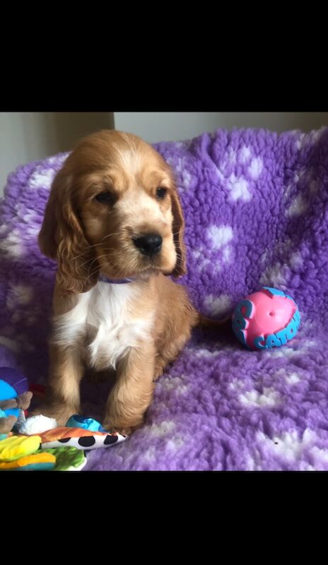 Amazing kc reg show cocker spaniel only 1 remaining for sale in Lowestoft, Suffolk - Image 5