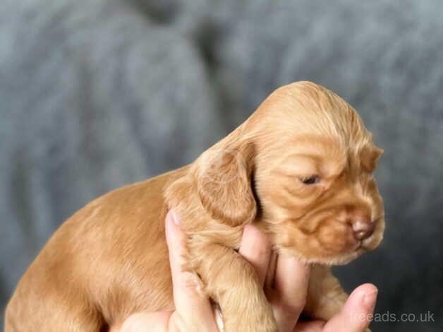 Amazing Kc Show Cocker Spaniels Champion blood lines for sale in Stoke-on-Trent, Staffordshire