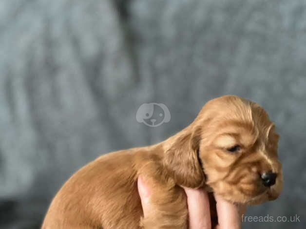 Cocker Spaniels for sale in Stoke-on-Trent, Staffordshire