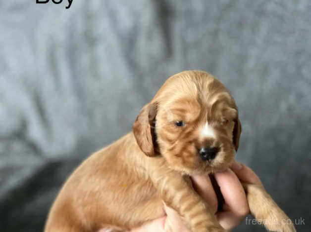 Amazing Kc Show Cocker Spaniels Champion blood lines for sale in Stoke-on-Trent, Staffordshire - Image 3