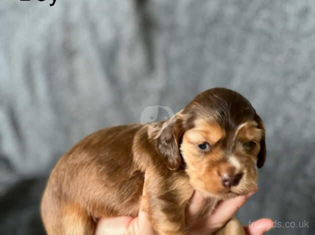 Amazing Kc Show Cocker Spaniels Champion blood lines for sale in Stoke-on-Trent, Staffordshire - Image 4