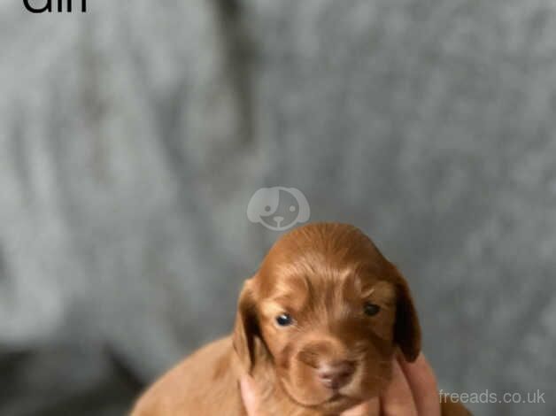 Amazing Kc Show Cocker Spaniels Champion blood lines for sale in Stoke-on-Trent, Staffordshire - Image 5