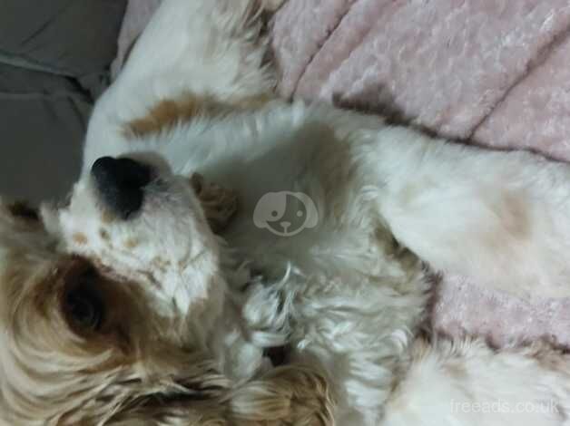 American cocker spaniel for sale in Doncaster, South Yorkshire - Image 2