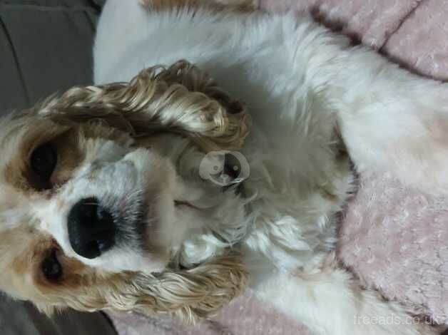 American cocker spaniel for sale in Doncaster, South Yorkshire - Image 3