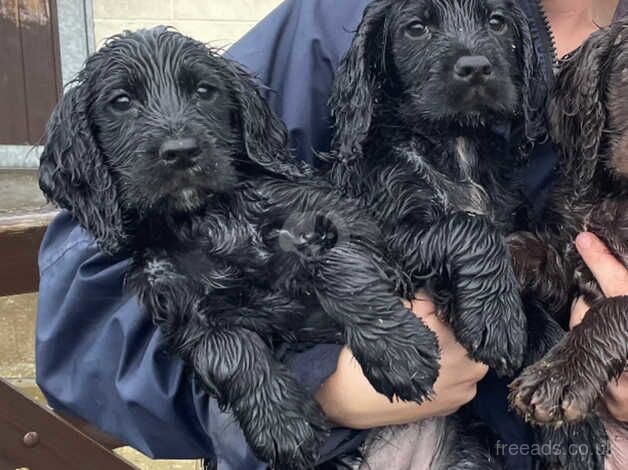 Available now KC reg working cocker spaniels for sale in Bideford, Devon