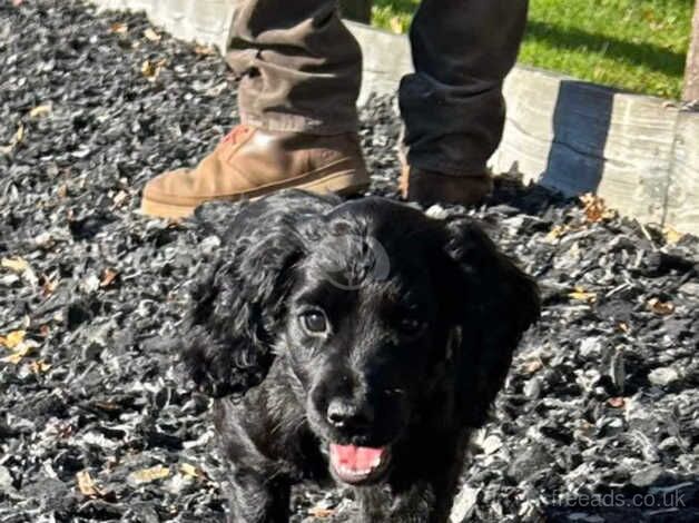 Available now KC reg working cocker spaniels for sale in Bideford, Devon - Image 2