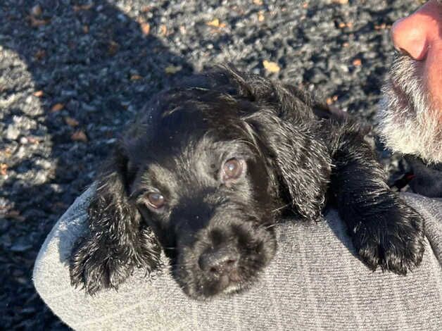 Available now KC reg working cocker spaniels for sale in Bideford, Devon - Image 3