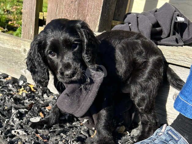 Available now KC reg working cocker spaniels for sale in Bideford, Devon - Image 4