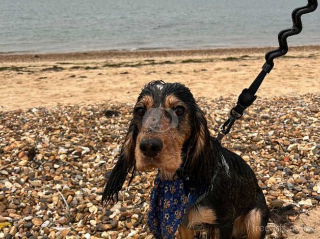 Cocker Spaniels for sale in Basildon, Essex