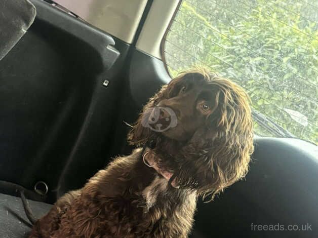 Beautiful 2 years old female cocker!!! for sale in Leeds, West Yorkshire