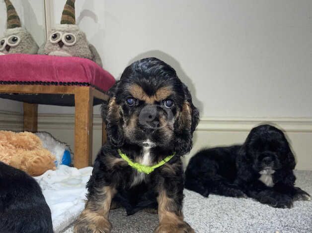 Beautiful American Cocker Spaniels Puppies for sale in Tring, Hertfordshire - Image 1