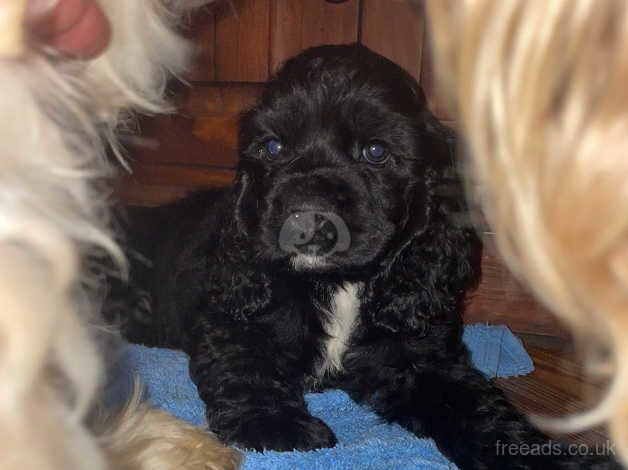 Beautiful American Cocker Spaniels Puppies for sale in Tring, Hertfordshire - Image 2