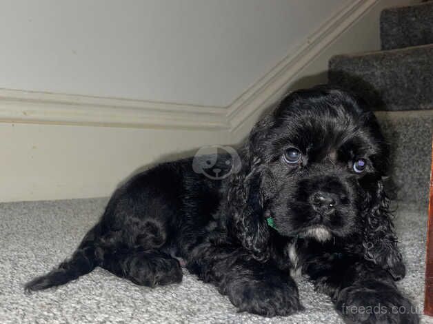 Cocker Spaniel Puppies for sale in Hertfordshire